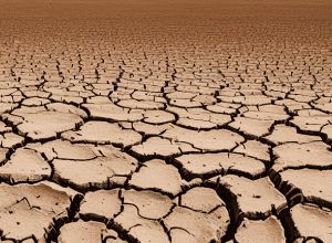 Martie secetos record: Risc de secetă în Germania