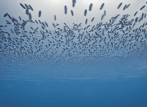 Vortex de sardine: Spectacol în Filipine