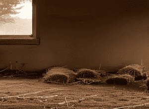 Miel furat: Poliția caută oaia pitică Karl-Otto