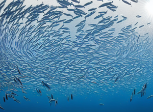 Spectacol Subacvatic: Vârtej de Sardine în Filipine
