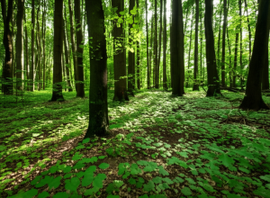 Operațiune de căutare spectaculoasă - Un copil mic dispare în pădure