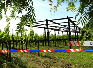 Vandalism în Nußdorf: Pergola de pe Weinweg, distrusă