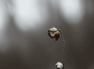 Doliu în familia Ochsenknecht: Natascha își plânge fratele și își amintește de tragedie