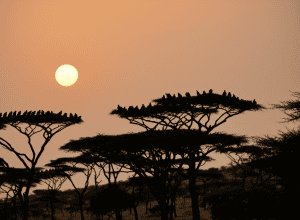 Vulturii Africani: Salvatori de Vieți și Curățători ai Naturii