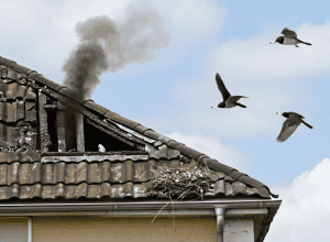 Cu resturi de țigări fierbinți - Păsări provoacă incendiu la acoperiș