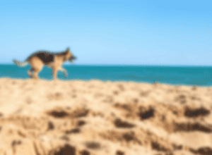 Viral: Câine sare peste un cuplu pe plajă