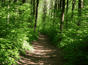 Agresiune sexuală în Stuttgart: Femeie atacată în pădure