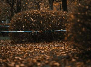 Comisia de omucideri investighează - Trecătorii găsesc un cadavru în parcul orașului