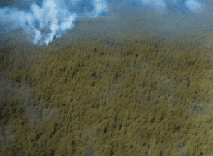 Incendiu devastator: Pompierii luptă cu un mega-incendiu de pădure lângă Erlangen