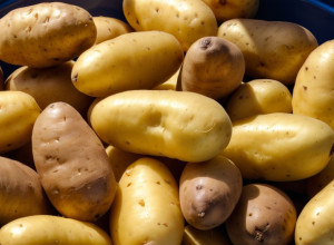 Recoltă record și distrugere: Fermierii germani nevoiți să elimine tone de cartofi