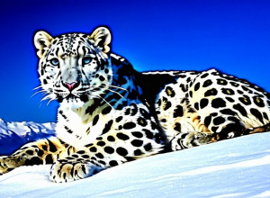 Ghepardul de zăpadă: Simbol al munților și al naturii sălbatice