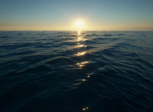 Tragedie în Australia: Înotătoare elvețiană de sincron ucisa de un rechin în timpul unei înotui cu delfinii