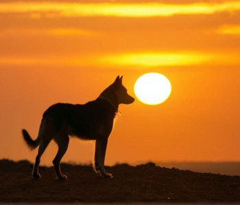 Miro, câinele salvat dintr-un lagăr al morții din Bosnia, își găsește fericirea