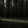 Crimă șocantă după un rave techno în Germania: tânără găsită moartă în pădure, poliția caută martori printre petrecăreți