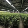 Germania: Plantație de canabis cu 900 de plante descoperită în Mönchengladbach