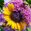 Viața secretă a plantelor: Cum florile ademenesc insectele pentru polenizare