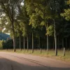 Poliția germană investighează accident în parcare cu fugă și braconaj: caută martori