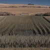 Controale intensificate la frontierele Germaniei: Eficiente împotriva migrației ilegale sau doar o picătură într-un ocean?