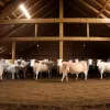Germania renunță la interzicerea legării vacilor: Mii de animale rămân în lanțuri