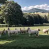 Alpaca se pregătesc de vară: tunderea anuală pentru lână prețioasă