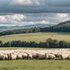 Vaca Layla a crescut printre oi și se crede una de-a lor: O poveste emoționantă din Germania