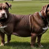 Un pitbull a stat închis 4 ani și a simțit pentru prima dată iarba sub lăbuțe: povestea emoționantă a lui Helmut