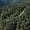 Freiburg: Mountainbiker de 27 de ani a căzut pe muntele Roßkopf, a fost necesară intervenția elicopterului