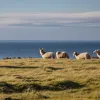 Premieră pe insula Sylt: Șacalul auriu a ucis 78 de oi și miei în Germania