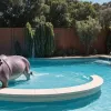 Hipopotamul a transformat piscina în cadă XXL: Salvarea animalului, creativă dar distructivă