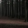 Descoperire șocantă într-o pădure de lângă Aachen, Germania: Un trecător a găsit o parte de corp uman
