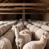 Alpaca din Saxonia: De ce lâna lor este atât de căutată în preajma verii?
