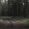 Cadavrul unei femei dispărute de 38 de ani, găsit într-o pădure de lângă Sindelfingen: Poliția investighează o crimă