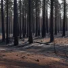 Incendiu de pădure în Germania, lângă Saalfeld: Cauza - foc lăsat nesupravegheat