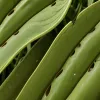 Invazie în Europa: Gândacul Japonez, un dăunător periculos, amenință grădinile și agricultura