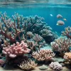Schimbările climatice micșorează peștii clovn, precum Nemo