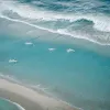 Alge toxice provoacă moartea în masă a animalelor marine pe coasta Australiei