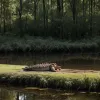 Țestoasa aligator periculoasă Gabi a cauzat evacuarea unui iaz întreg în Germania
