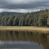 Germania: Gâștele cenușii, declarate "plagă" pe lacul Dümmer – autoritățile permit împușcarea a 6000 de exemplare