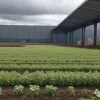 Criza cartofilor în Rusia: Prețurile explodează, nici măcar Belarus nu mai poate ajuta