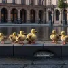 Operațiune emoționantă de salvare în Germania: Pompierii au scos pui de rață dintr-o canalizare