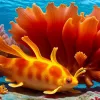 Spectacol subacvatic lângă Mauritius: "Dansatoarea spaniolă" a hipnotizat cu mișcările sale