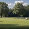 Furt neobișnuit în Germania: Hoții au furat o capră și un miel dintr-o fermă din Schkölen