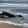 A treia balenă moartă în Marea Nordului în acest an: O balenă cu cocoașă eșuată pe o plajă din Germania