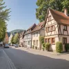 Șofer a lovit o pisică în Trippstadt, Germania, și a fugit: Animalul, salvat după operație