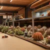 Contrabandă neobișnuită în Japonia: 160 kg de crabi pustnici, găsiți în bagajele turiștilor