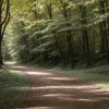 Incident în pădure, Germania: Ponei speriat de biciclist a rănit o fată de 13 ani