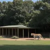 Incident grav la o grădină zoologică din Germania: un tigru a atacat o îngrijitoare de 33 de ani
