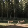 Imagine spectaculoasă: Un lup târăște o căprioară pe drum în Pădurea Neagră, Germania