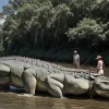Salvare impresionantă pe râul Batu Pahat: 12 bărbați și pompieri au imobilizat un crocodil gigant de 400 kg