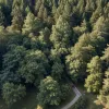Parapantist blocat la 20 de metri înălțime într-un copac în Freiburg: Intervenție de salvare rapidă